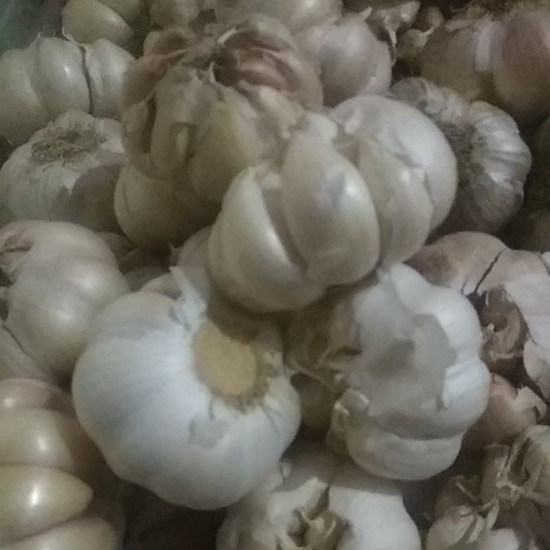

Bawang putih