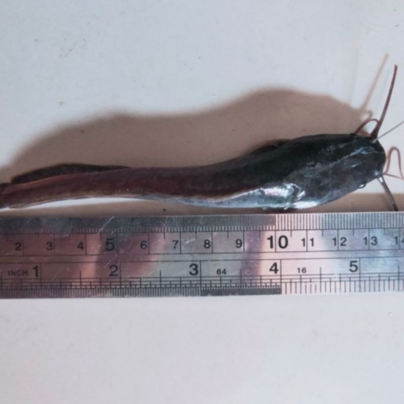 bibit lele sangkuriang size 11 up