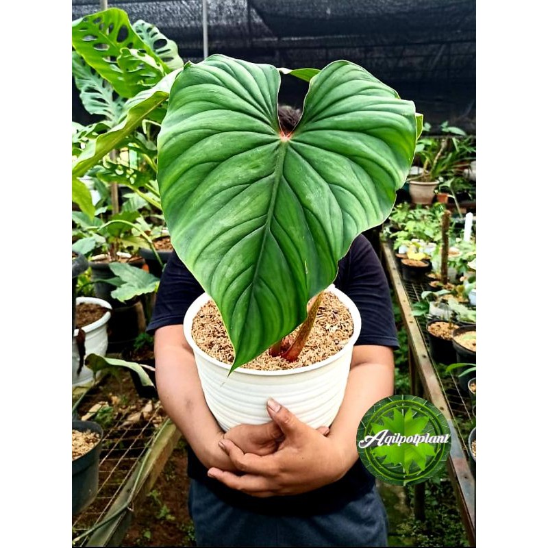 philodendron plowmanii black face narrow form