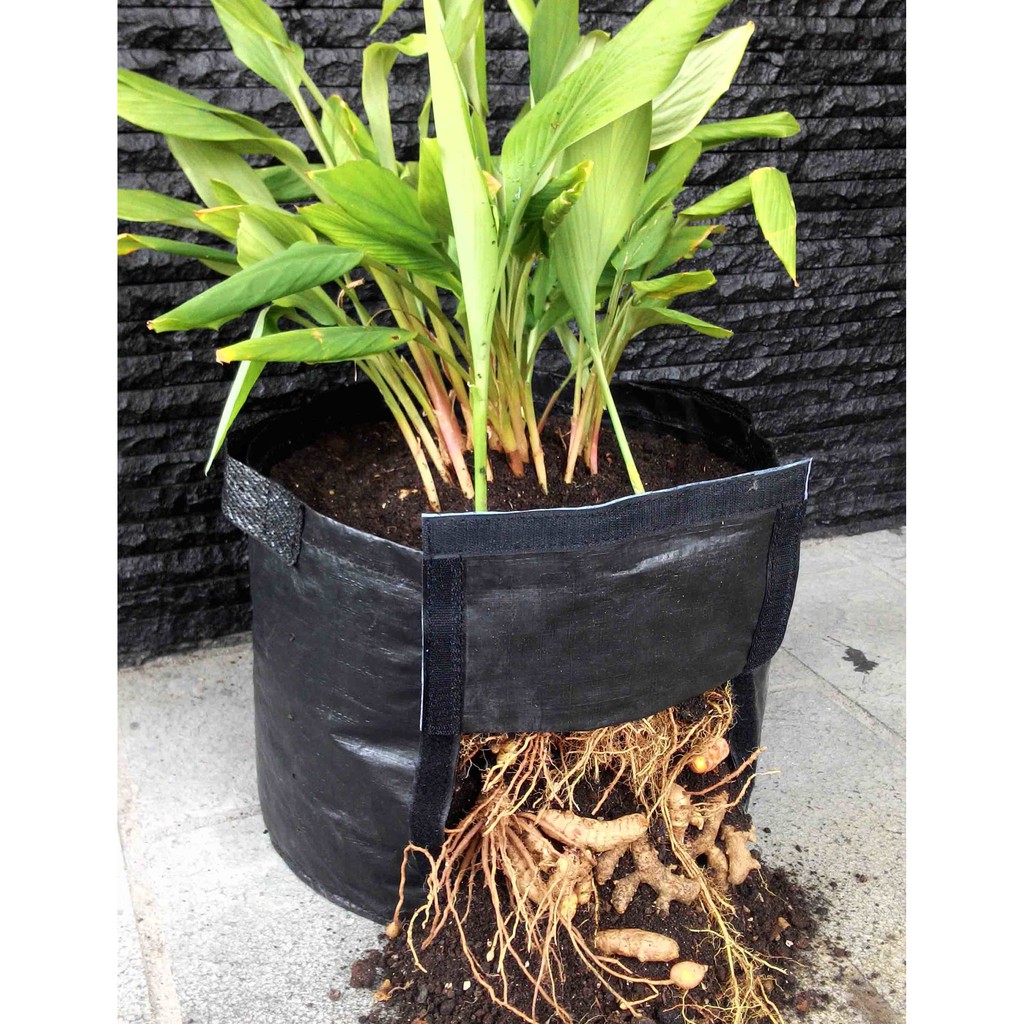 RHIZOMA LARGE planter bag pot bibit tanaman rimpang jahe kunyit kencur lengkuas POLYBAG