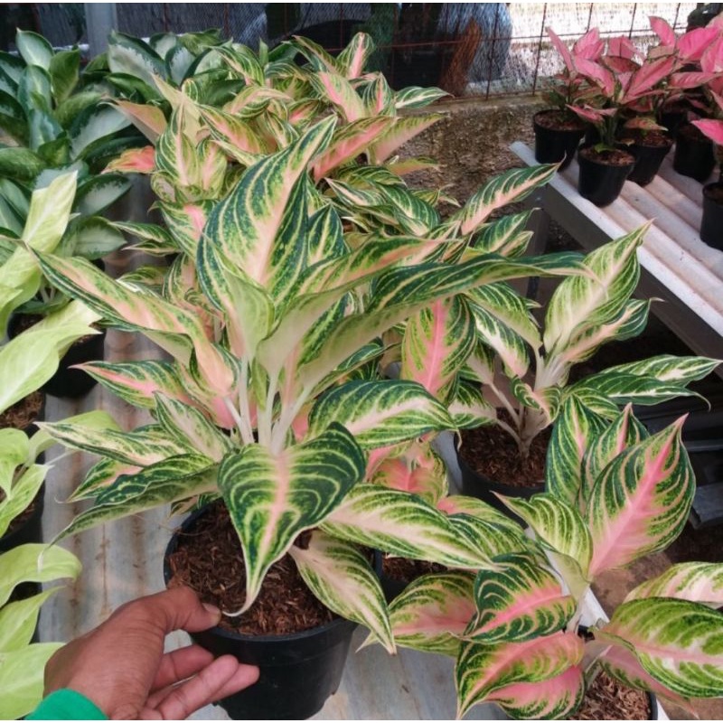 Tanaman hias Aglonema Pink Sunset remaja /Aglaonema pink sunset / Aglonema import Aglaonema import (