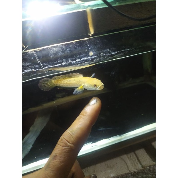 baby limbata golden tiger SIZE9 - 10 cmREAL PICT