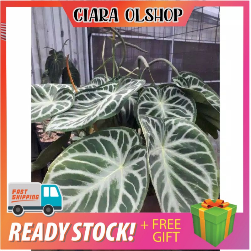 Bonggol Kuping Gajah dorayaki Original "fresh cutting"