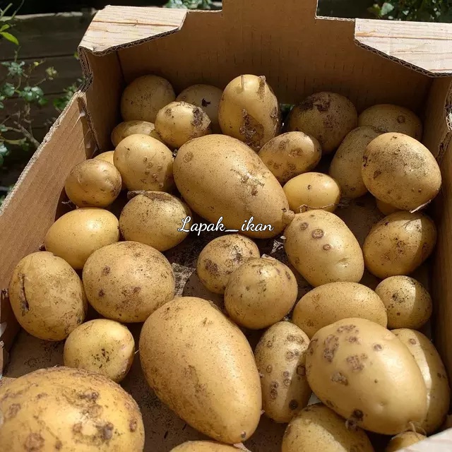 

Kentang Mentega Segar Dan BERGARNSI