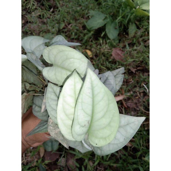 scindapsus Lucens silver