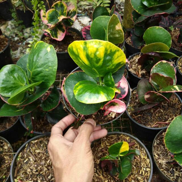 Tanaman pot puring apel merah