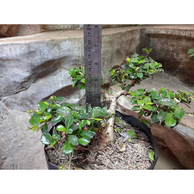 tanaham hias/bahan bonsai hokiantea bunga