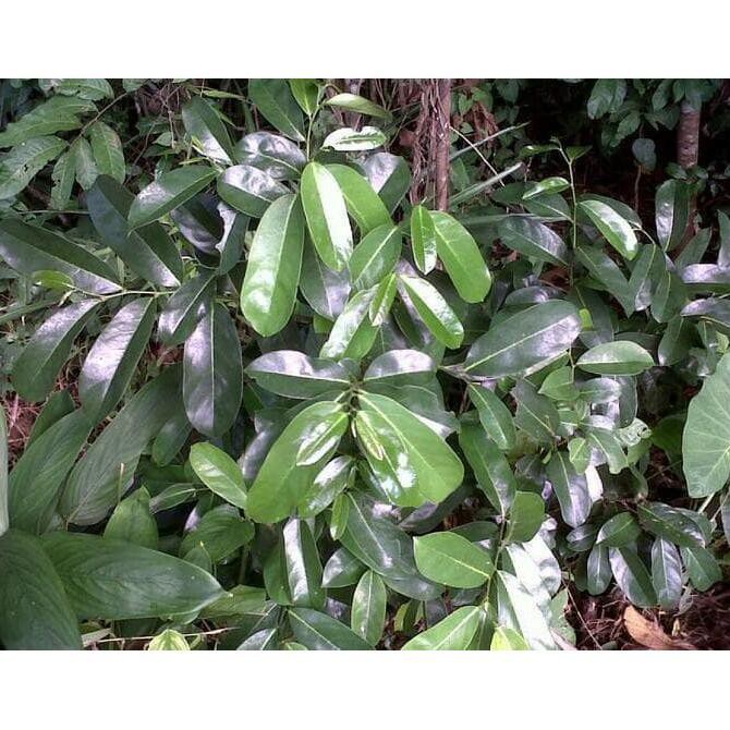 

Terbaik Daun Sirsak Segar ( Asli Tidak Memakai Pestisida )