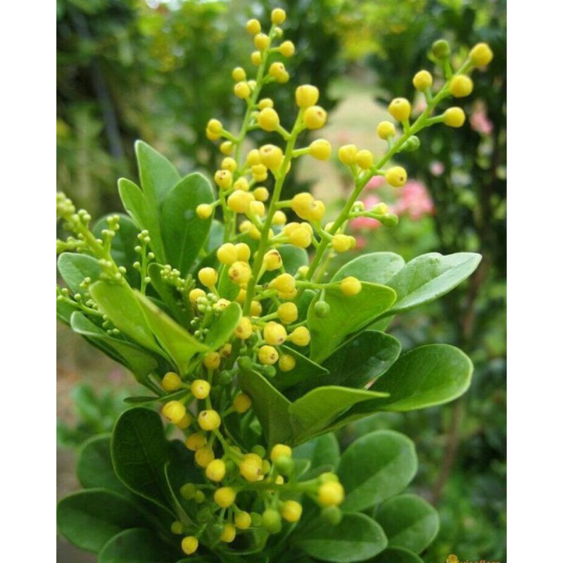 Tanaman Pacar Cina - Tanaman Hidup