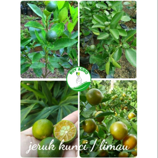 Bibit Jeruk kunci / limau untuk sambal atau minuman jeruk hangat dan Dingin bibit Asli valid dan ber
