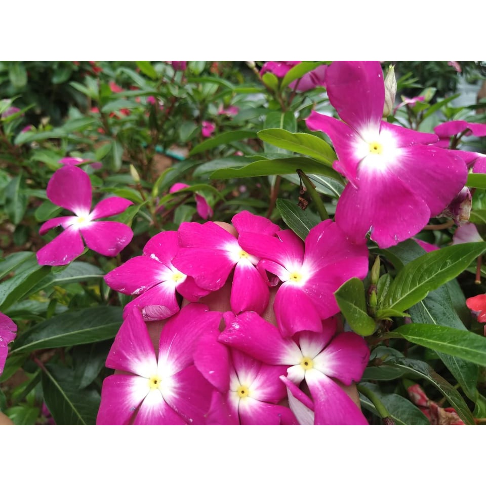 Benih Bibit Biji - Bunga Vinca Pink Tipe Tegak Flower Seeds - FRESH SEEDS