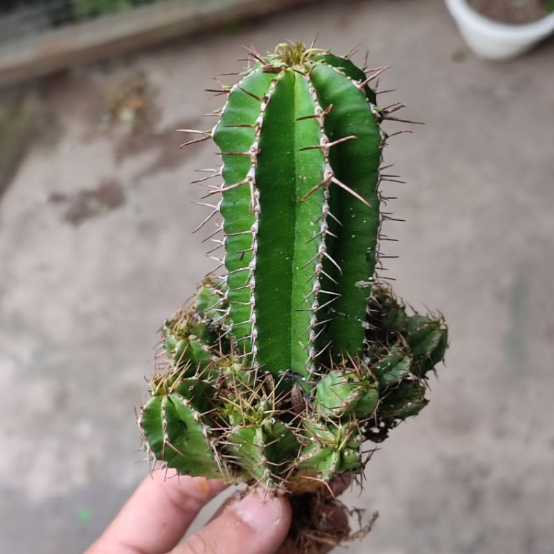 Sukulen Euphorbia fruticosa cluster
