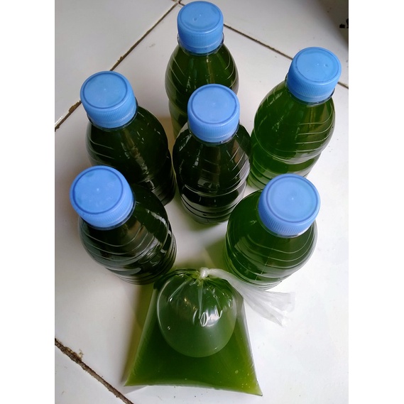 GREEN WATER Air Hijau Pekat PAKAN KUTU AIR MOINA / DAPHNIA MAGNA - Kultur Kutir Besar - 330 ml - Bandung