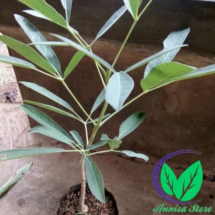 MURAH pohon tabebuya , bibit pohon tabebuya , tanaman bunga tabebuya