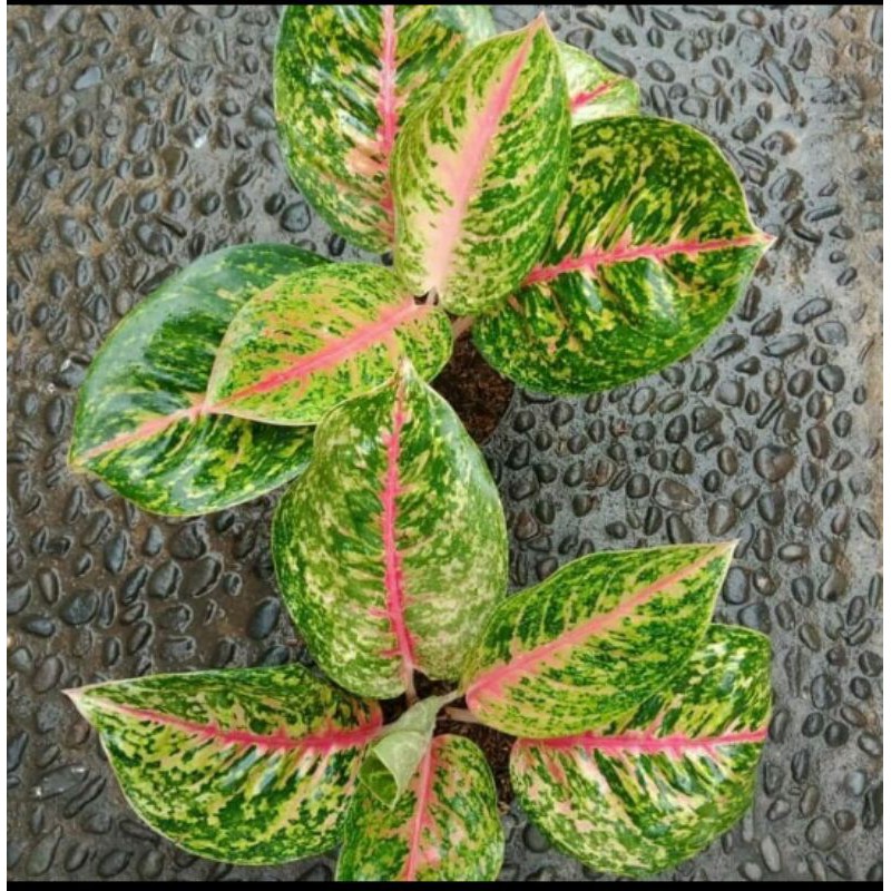 Tanaman hias aglonema big papa-Aglonema big papa