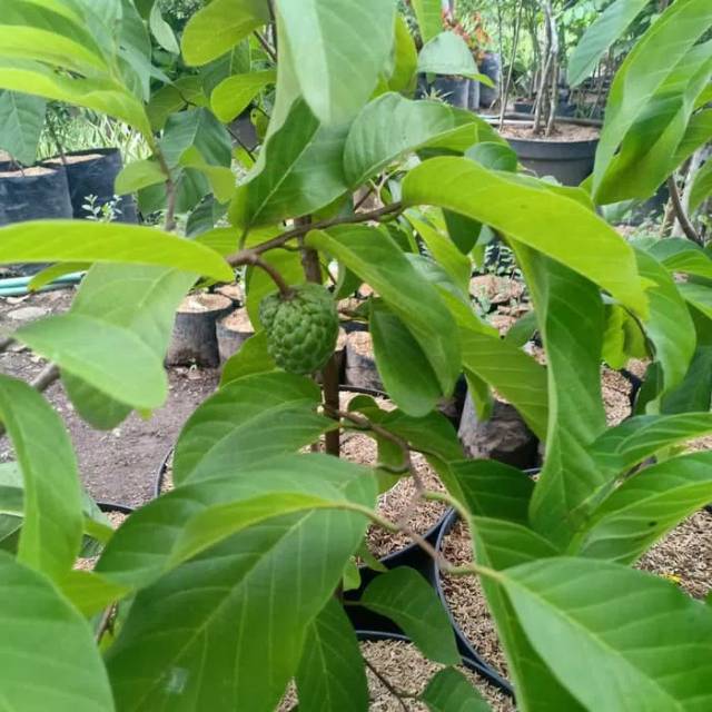 Bibit buah srikaya