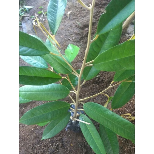 Tanaman Bibit Durian musang king musang king buah Durian Duren