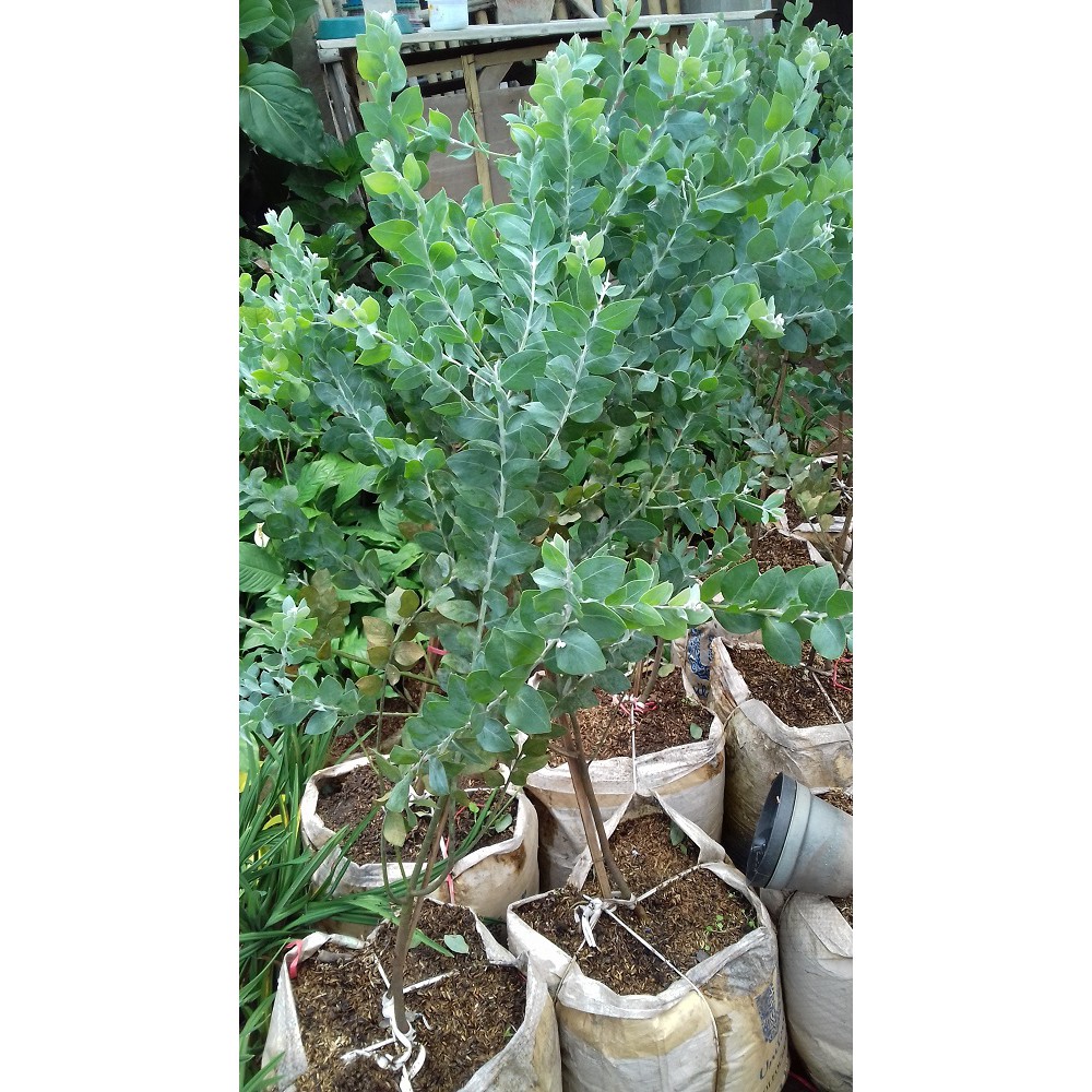 Tanaman Hias Acacia Podalyriifolia