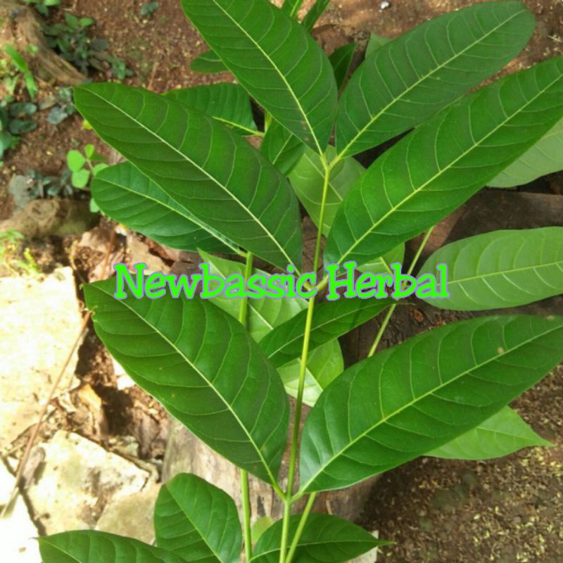 

daun mahoni untuk herbal 1kg paling murah