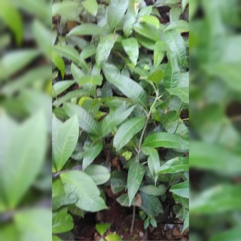 Seedling Bibit Mangga Hasil Okulasi Bibit Buah