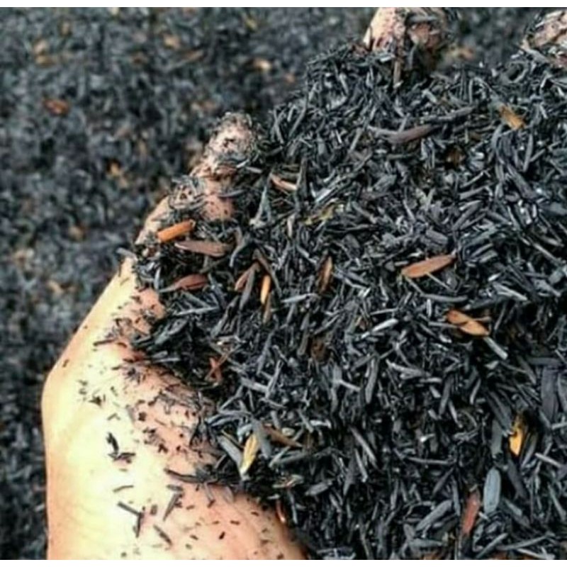 sekam bakar arang sekam