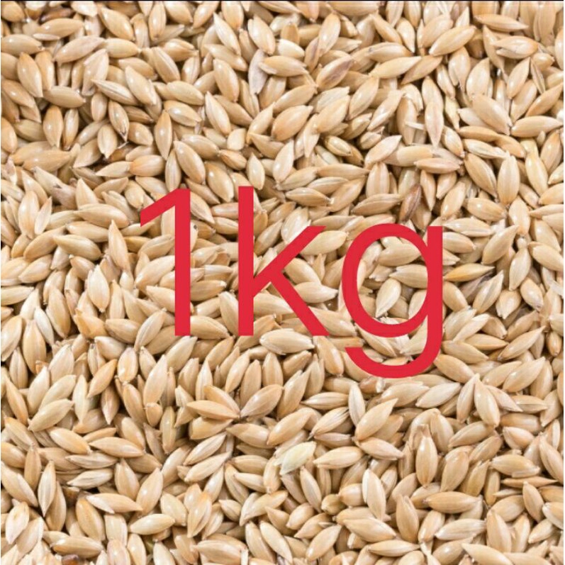 kenari seed 1kg / canary seed / pakan burung kenari