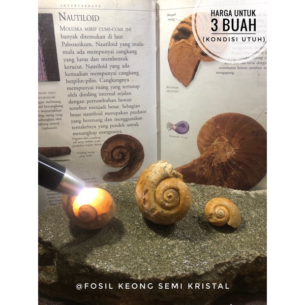Fosil Keong Crystal Natural B84 atau Fosil Kerang Kristal Alam atau Kol Buntet Temuan atau Fossil