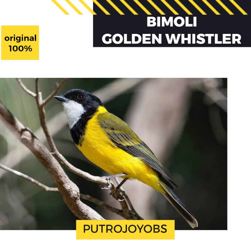 BURUNG BIMOLI GOLDEN WHISTLER JANTAN BAGUS RAWATAN bukan robin pancawarna