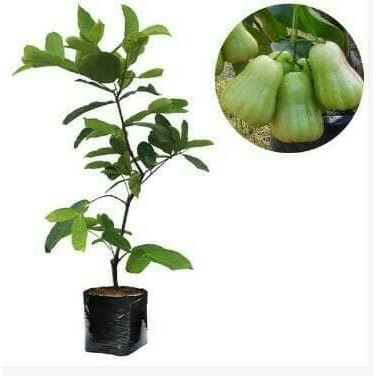 jambu air madu deli hijau