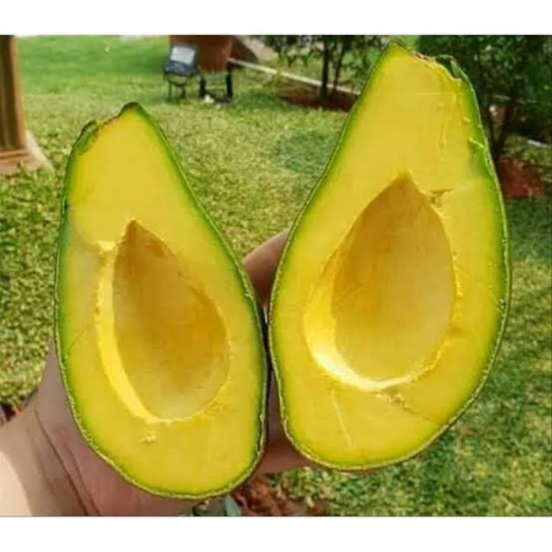 Bibit alpukat pluwang