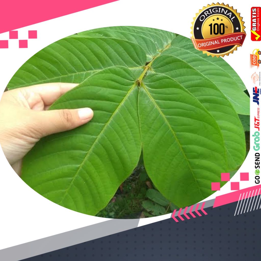 

Daun ketepeng cina cassia allata segar 200 gram