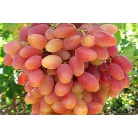 

Anggur Import Transfigurasi