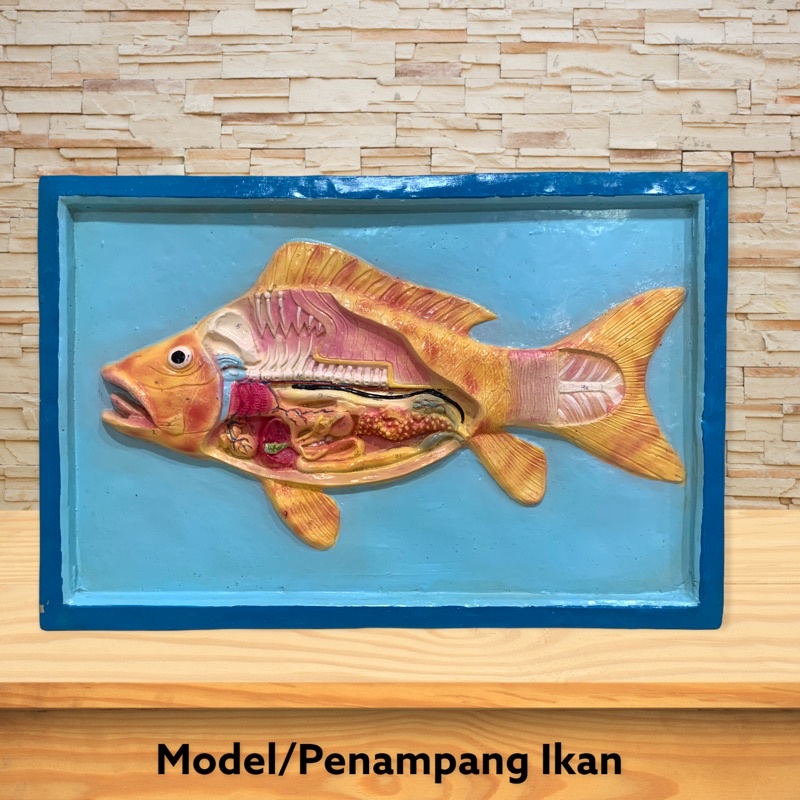 

[PROMO] Model Penampang Ikan-Alat Peraga Ipa Biologi [100% Original Product]