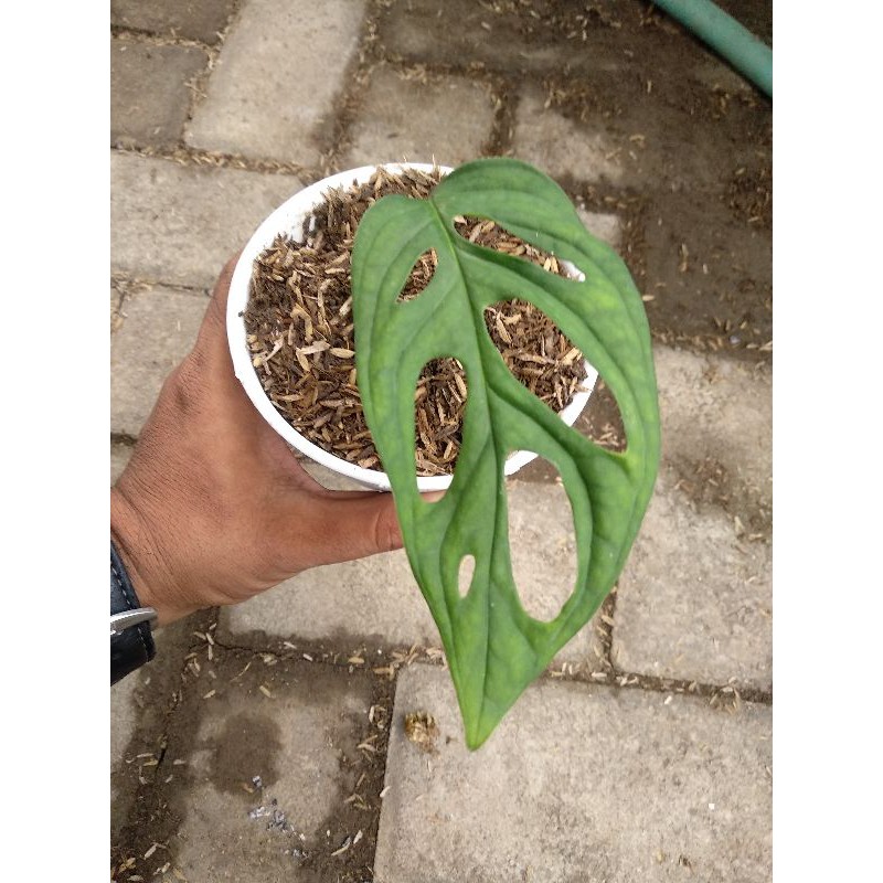 Monstera Acuminata/Janda Bolong Acuminata