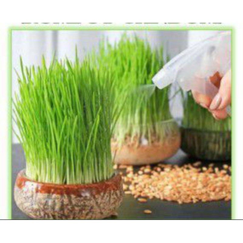 PAKET LENGKAP RUMPUT KUCING (MEDIA+POT+BENIH)/CAT GRASS