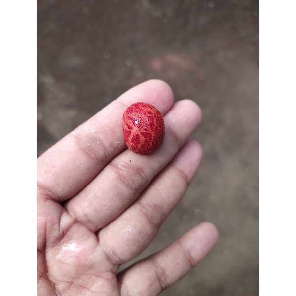 Akik Batu Cincin Marjan NATURAL Asli Tanpa Ring