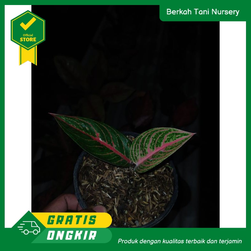 Aglonema baby red legacy//Aglaonema bibit legacy merah