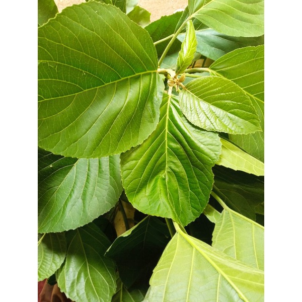 

Daun talingkup segar 500grm