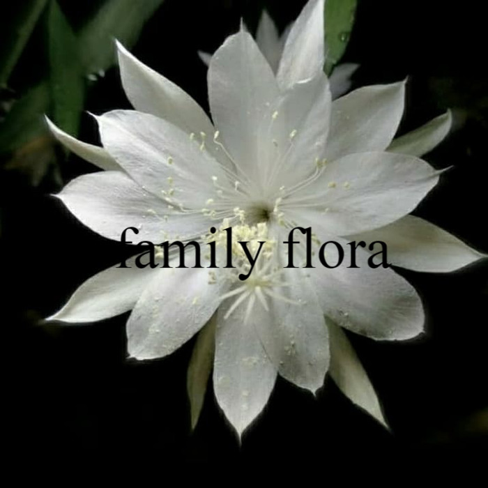 Bibit bunga wijaya kusuma putih-wikus-wijaya kusuma putih