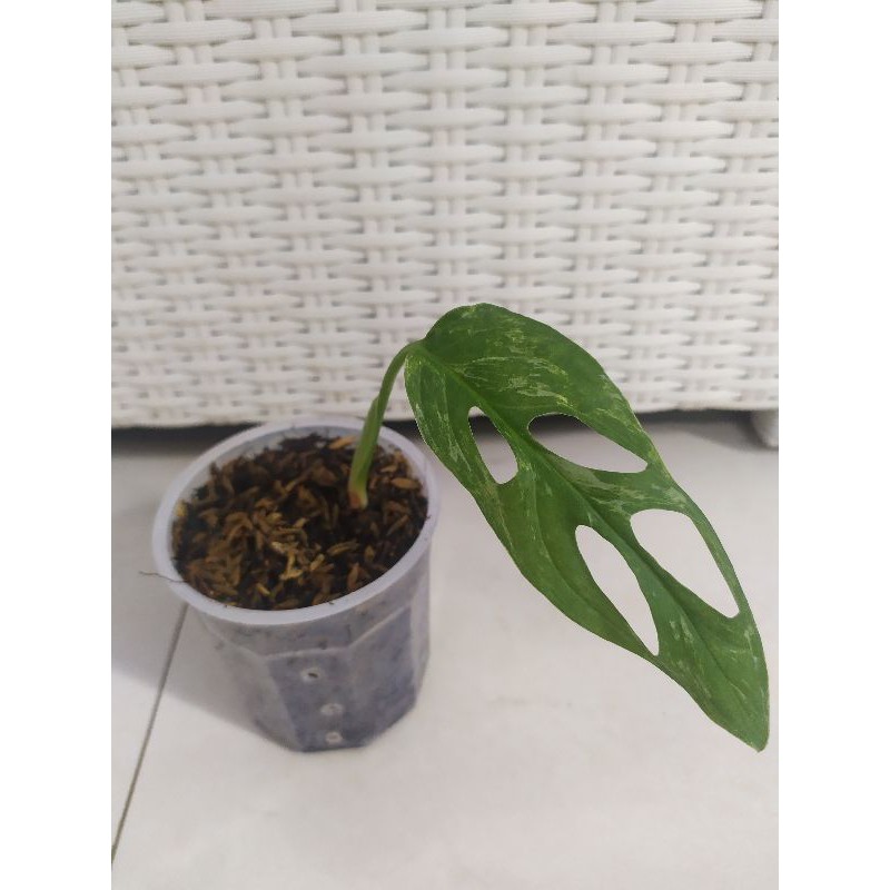 janda bolong variegata