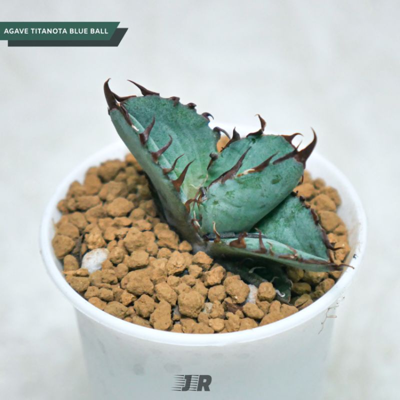 Agave Titanota Blue Ball