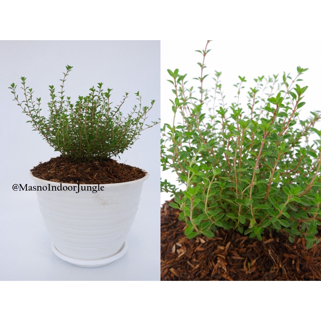 Tanaman Daun Thyme -Tanaman Herbal Thyme - Tanaman Penyedap Masakan