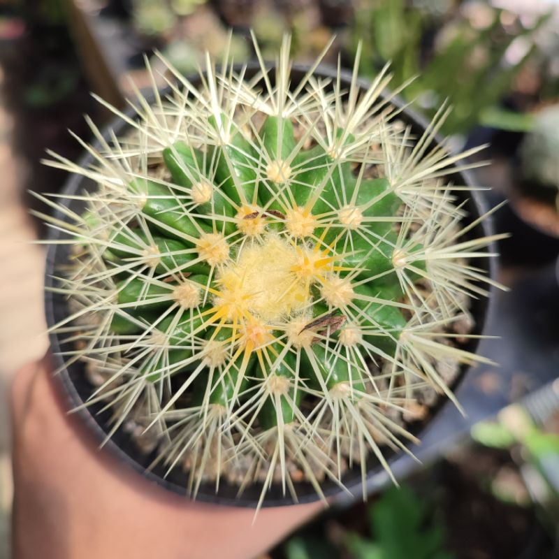 Kaktus Echinocactus grusonii / Golden barrel medium ownroot