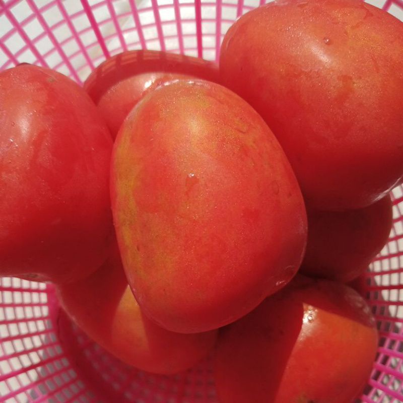 

Tomat Sayur