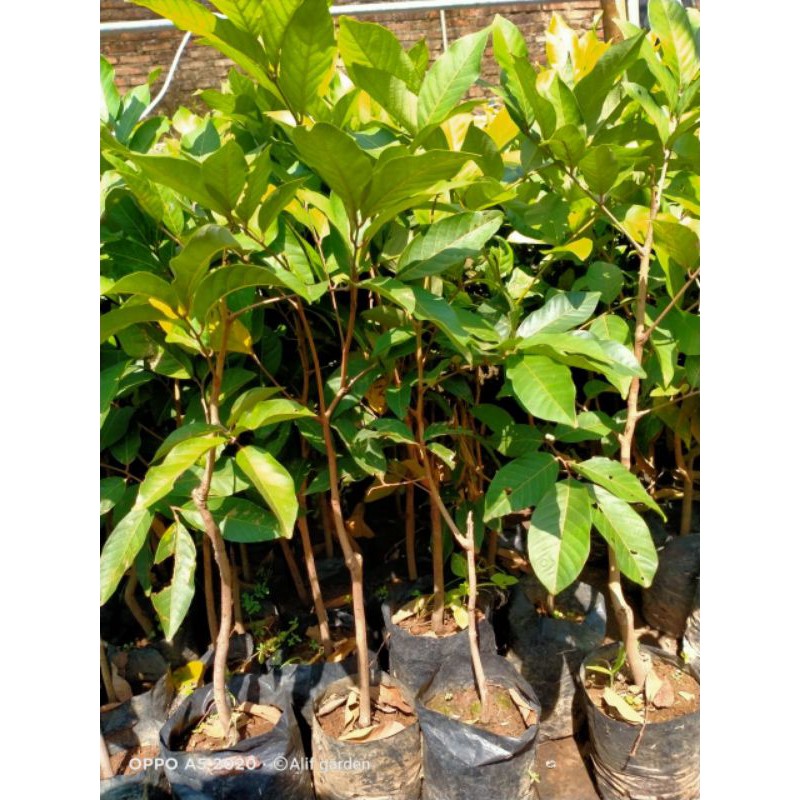 paket 4 bibit rambutan