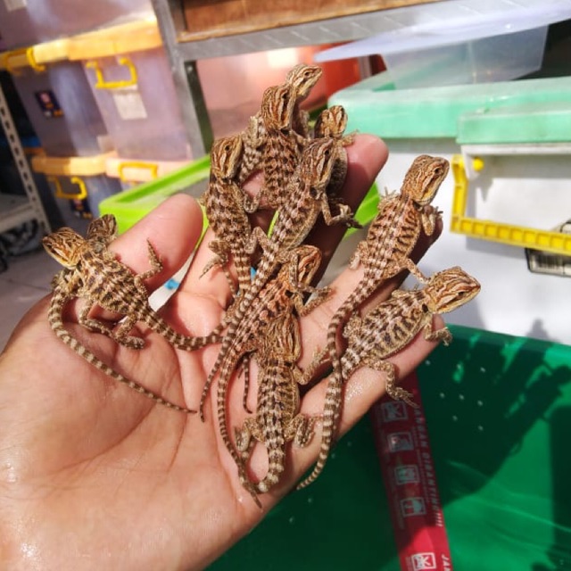 Bearded Dragon - Normal PH Hypo (size baby)