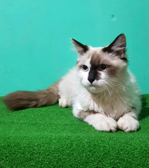 25+ Ragdoll Cattery Jakarta Pics