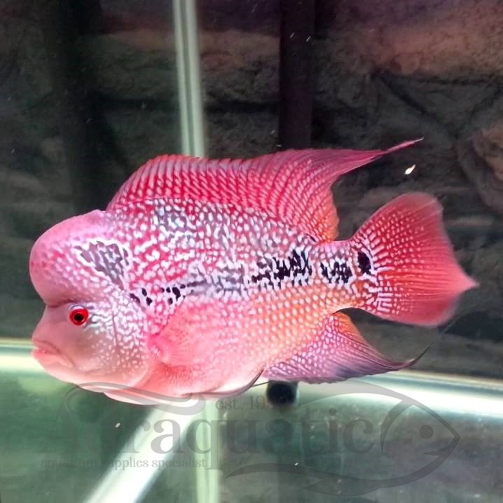 (INSTANT BANDUNG) IKAN HIAS LOUHAN SUPER RED DRAGON SRD FLOWERHORN AIR TAWAR AQUARIUM