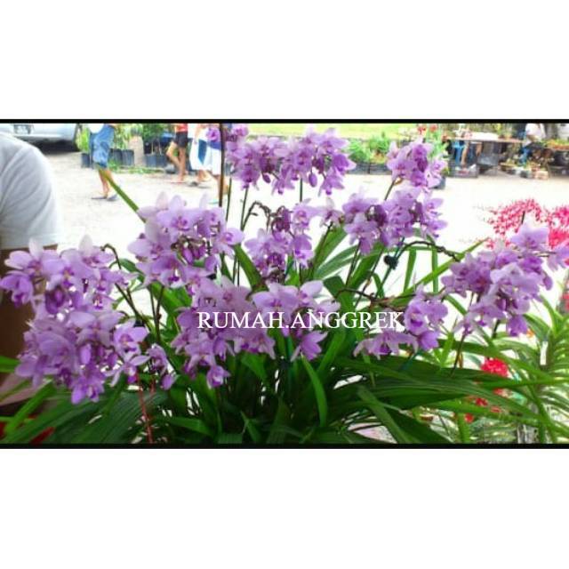 Anggrek tanah ( spathooglothis ungu muda ) murah - Tanaman Hias Hidup - Bunga hidup - Bunga hias