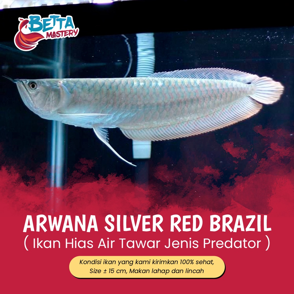 Arwana Silver Red Brazil Size -+ 15 cm Ikan Hias Predator Air Tawar Aquarium Biotope